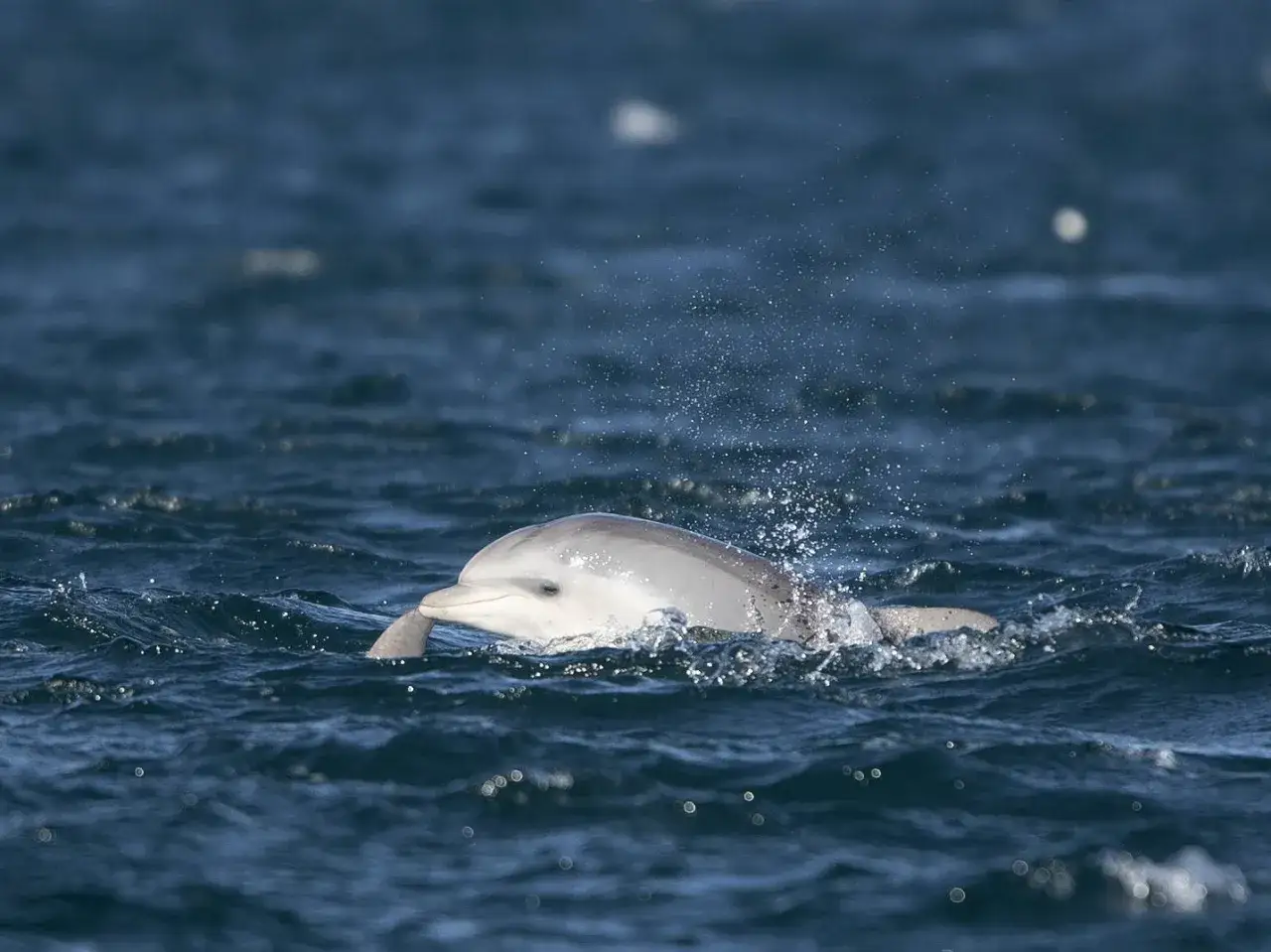 Jasnoszary morświn wynurza się z wody, tworząc kaskadę bryzgów. Widać jego zaokrąglony pysk i małe oko.