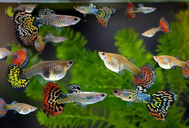 małe ryby akwariowe 60l
