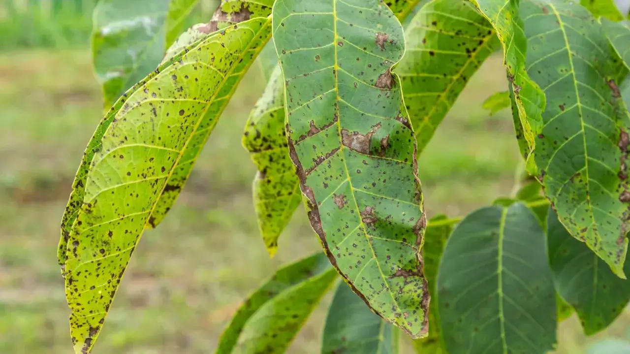 Zielone liście orzecha włoskiego z widocznymi ciemnymi plamami i brązowymi brzegami, objawy brunatnej plamistości liści.