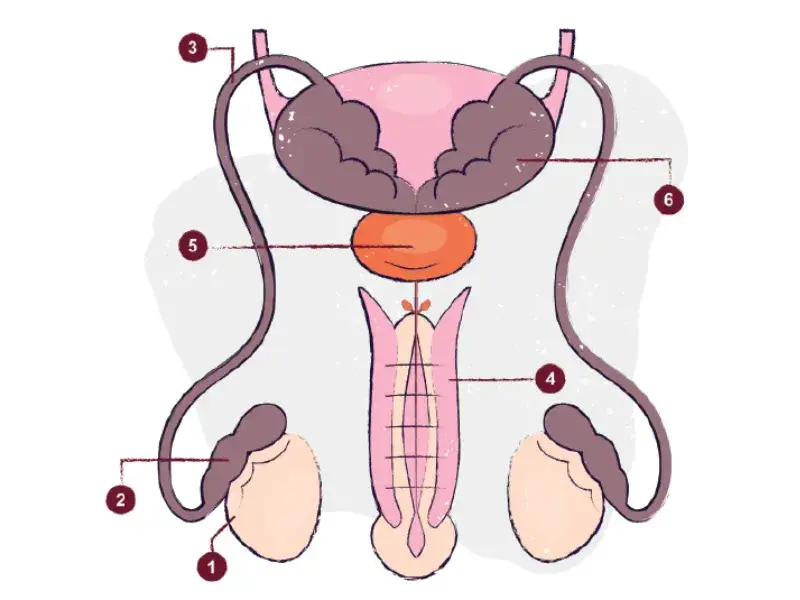 męski układ rozrodczy hormony
