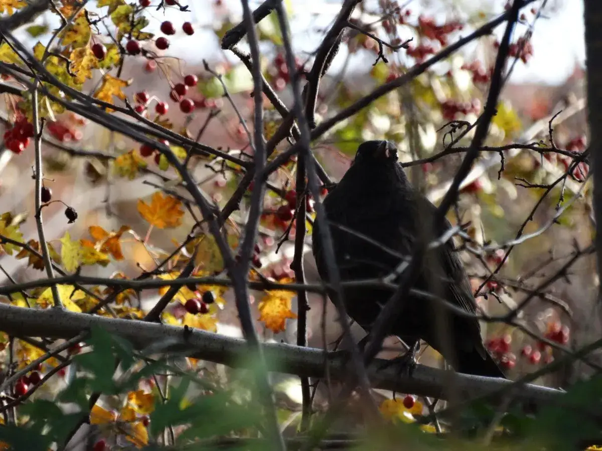 rośliny przyjazne ptakom zimą