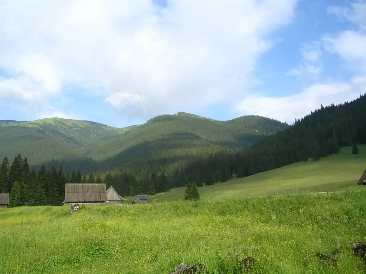 Zielona polana w dolinie wyżniej Chochołowskiej, porośnięta trawami i kwiatami, z drewnianymi bacówkami i lasem w tle.