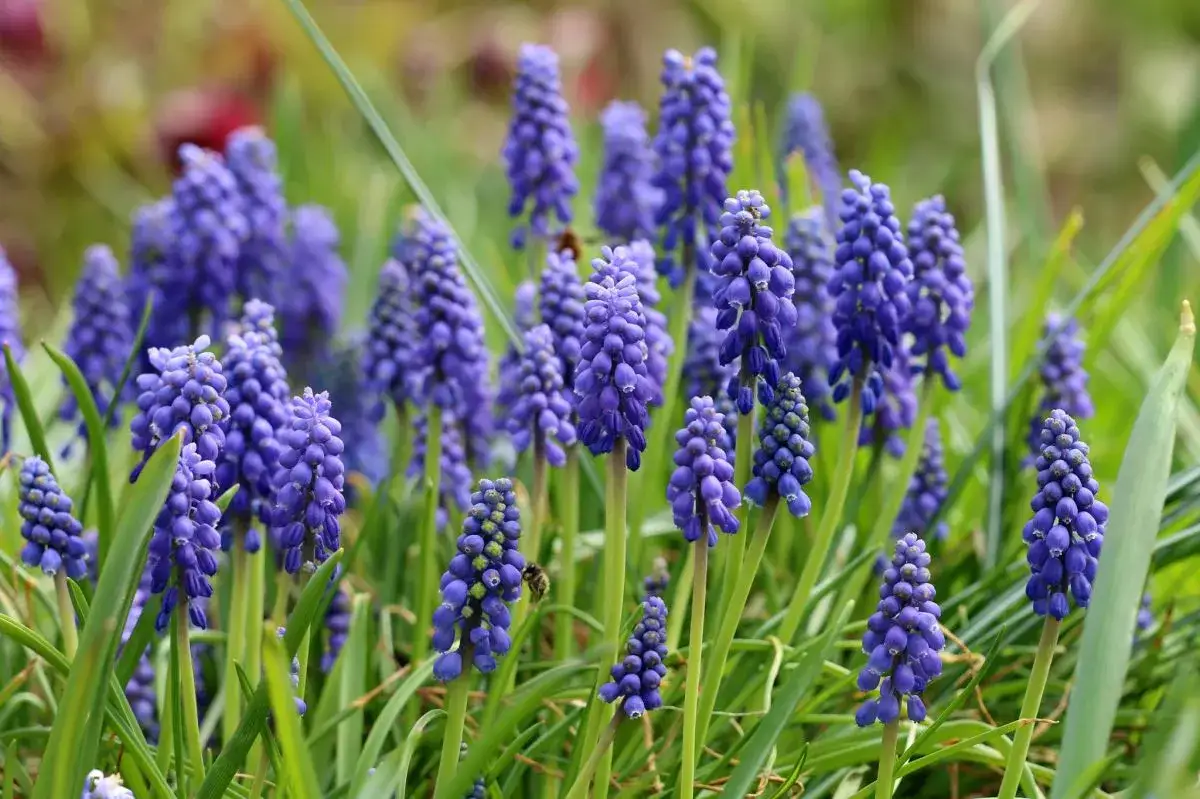 kwiaty kwitnące w maju w Polsce