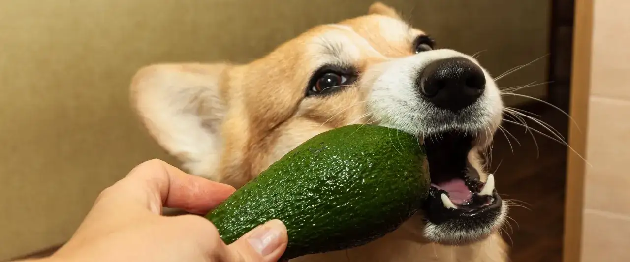 Corgi próbuje ugryźć awokado. Czy psy mogą jeść awokado? To pytanie nurtuje wielu właścicieli czworonogów.