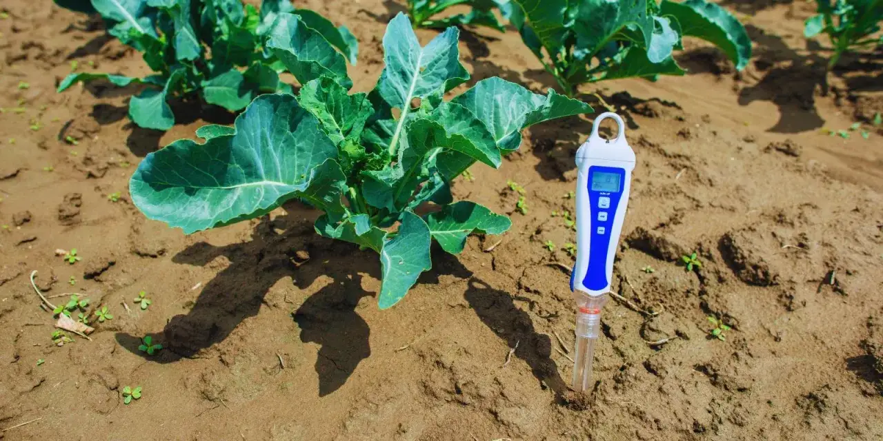 Elektroniczny miernik w ziemi obok młodej kapusty, sprawdzający pH gleby. Pomaga to w optymalnym nawożeniu, np. wapnem w płynie.