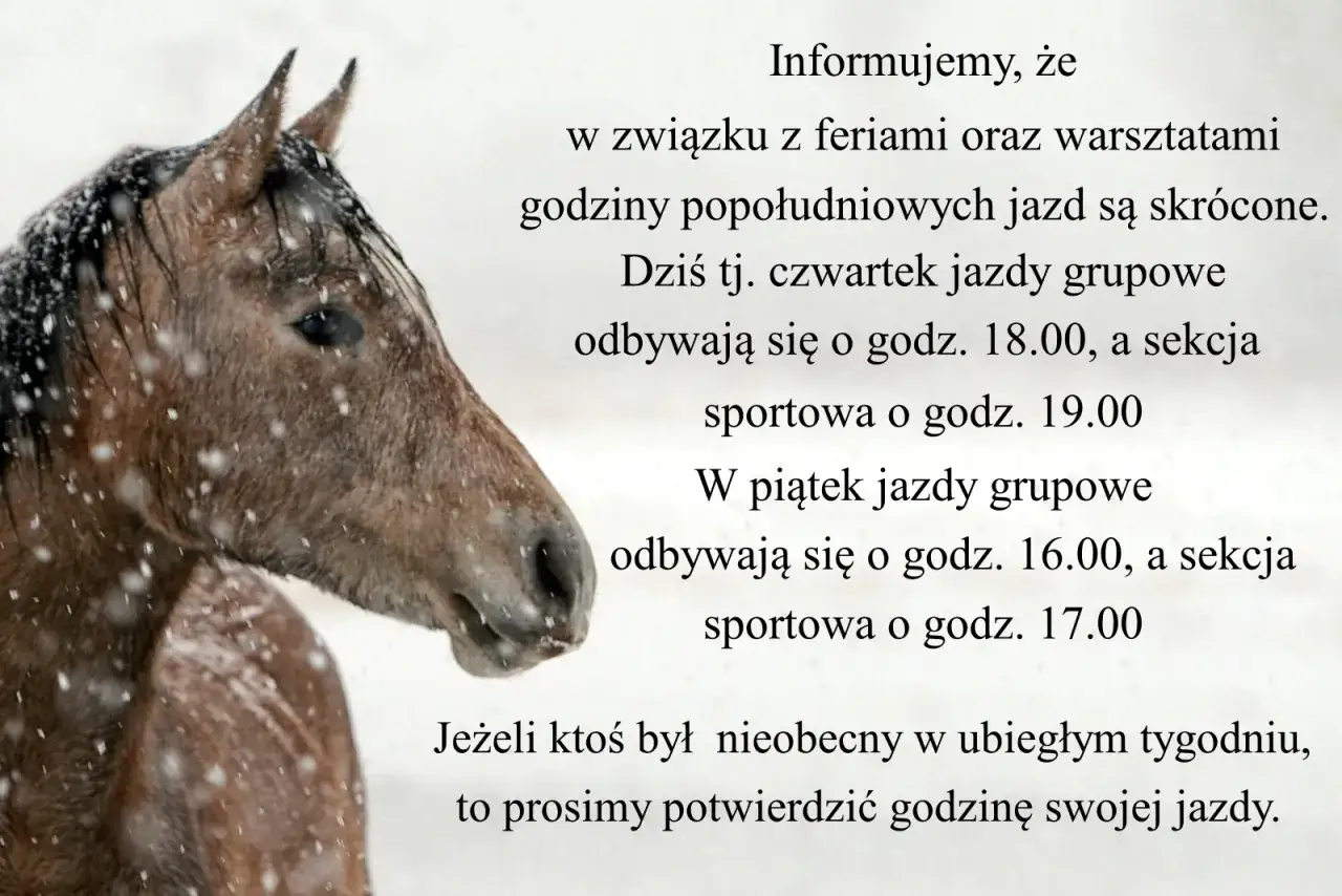 Koń w śniegu. Klub jeździecki Profit informuje o zmianach godzin jazd w ferie.