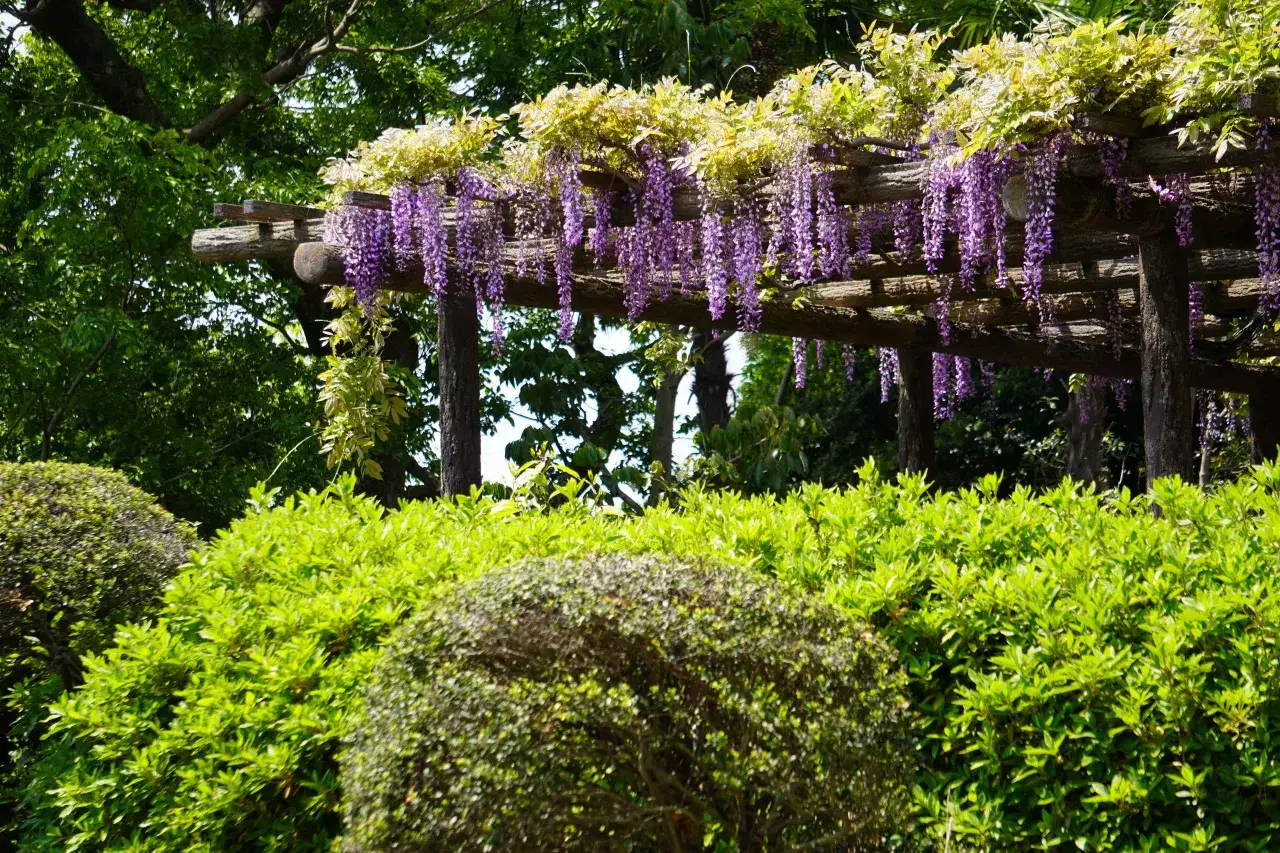 Pnącza na pergoli tarasowej