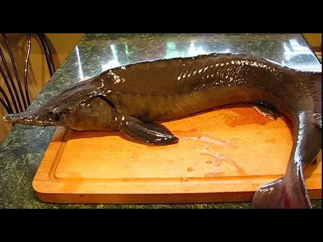 filetowanie jesiotra, krojenie jesiotra na dzwonka