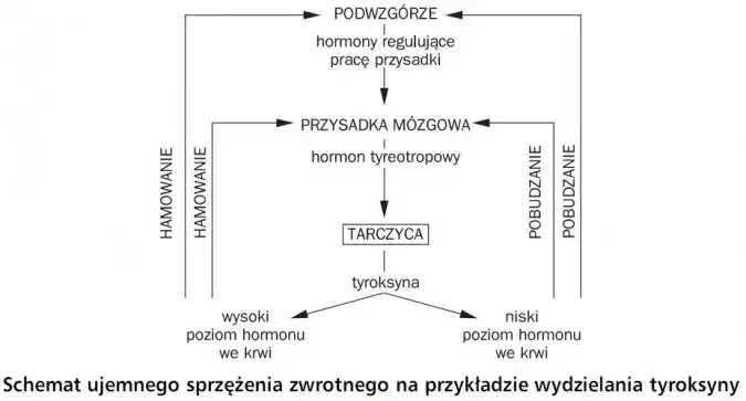 schemat regulacji tarczycy, oś podwzg&oacute;rze przysadka tarczyca, sprzężenie zwrotne hormon&oacute;w