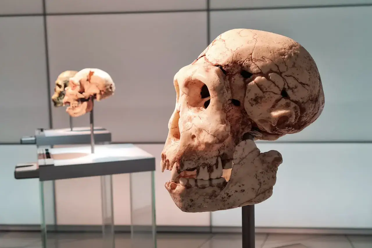 Starożytne czaszki, świadkowie ewolucji, przypominają o tym, ile lat ma ludzkość.