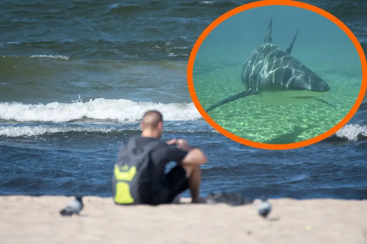 Mężczyzna siedzi na plaży, zastanawiając się, czy w morzu bałtyckim są rekiny. Podwodny kadr pokazuje rekina pływającego w czystej wodzie.