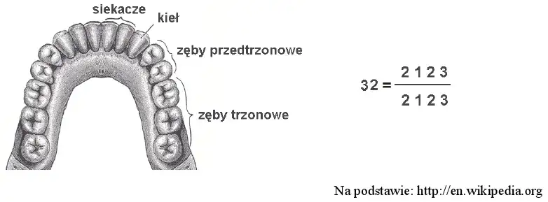 schemat uzębienia człowieka z zaznaczonymi kłami