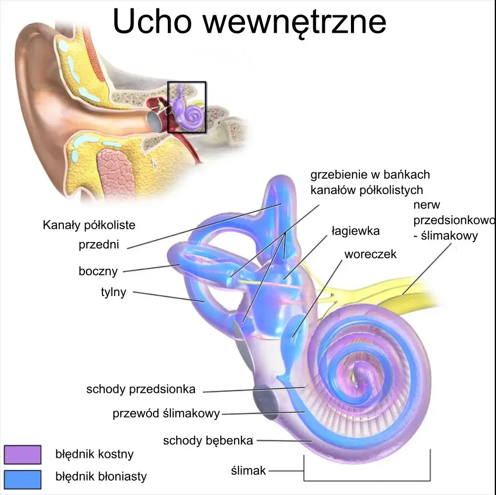 schemat ucha wewnętrznego i błędnika