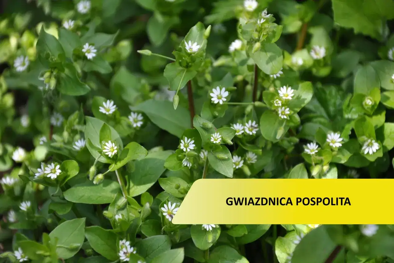 Gęsty dywan drobnych białych kwiatów i zielonych liści. Gwiazdnica pospolita, która może wymagać zwalczania w ogrodzie.