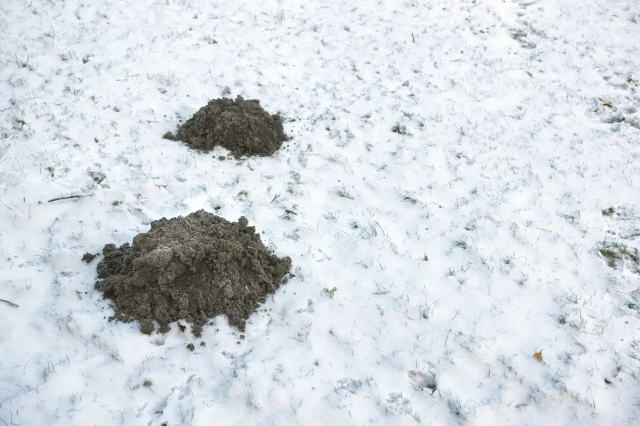 Dwa kopce ziemi na śniegu. Czy krety zapadają w sen zimowy? Te kopce mogą świadczyć o ich aktywności, nawet gdy temperatura spada.