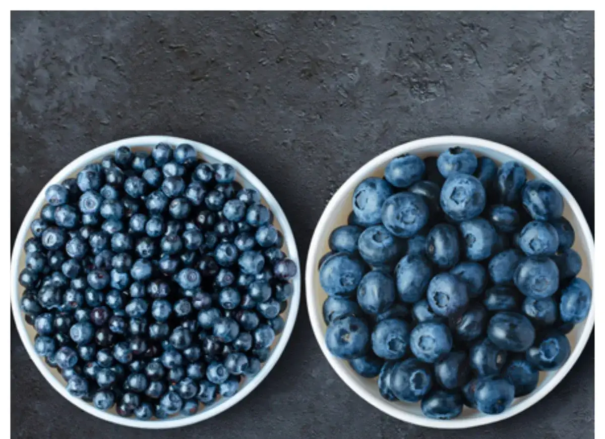 jagoda leśna vs borówka amerykańska porównanie