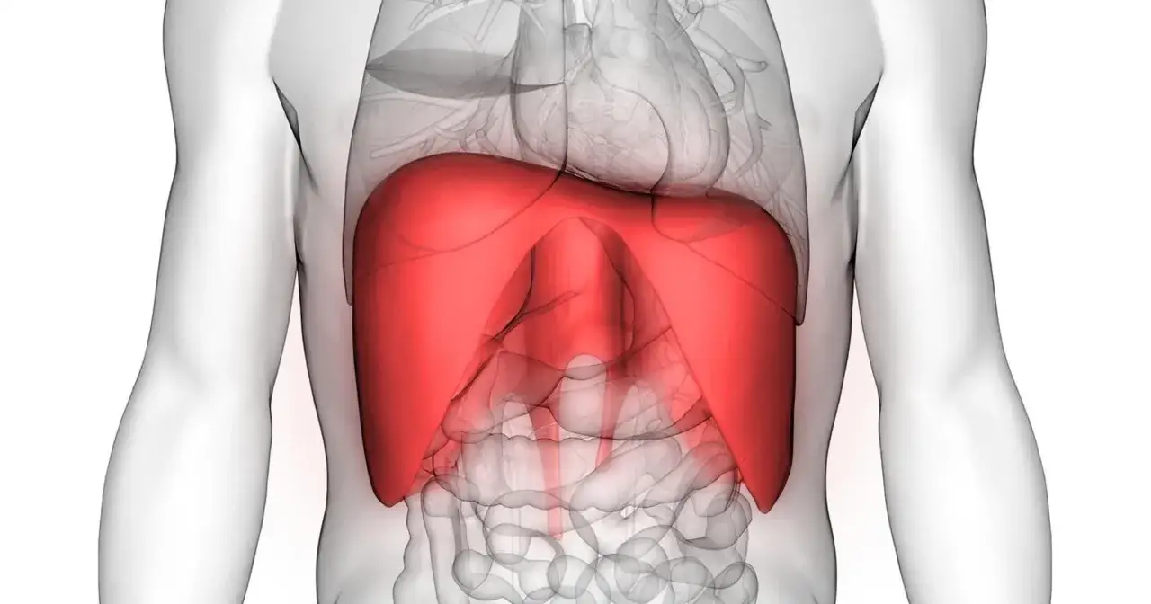 Czerwona przepona, kluczowy mięsień oddechowy, znajduje się pod płucami i sercem, oddzielając klatkę piersiową od jamy brzusznej.