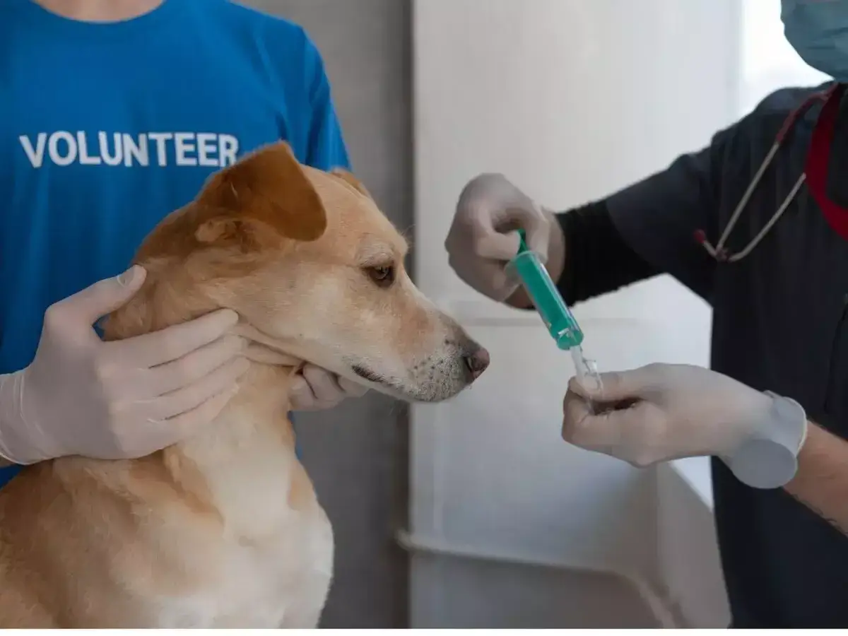 Weterynarz przygotowuje zastrzyk antykoncepcyjny dla psa. Dowiedz się, ile kosztuje taki zabieg.