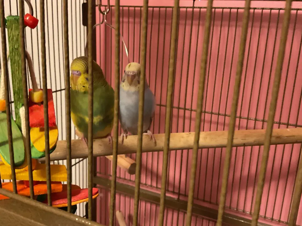 papuga falista prążki na głowie młoda dorosła