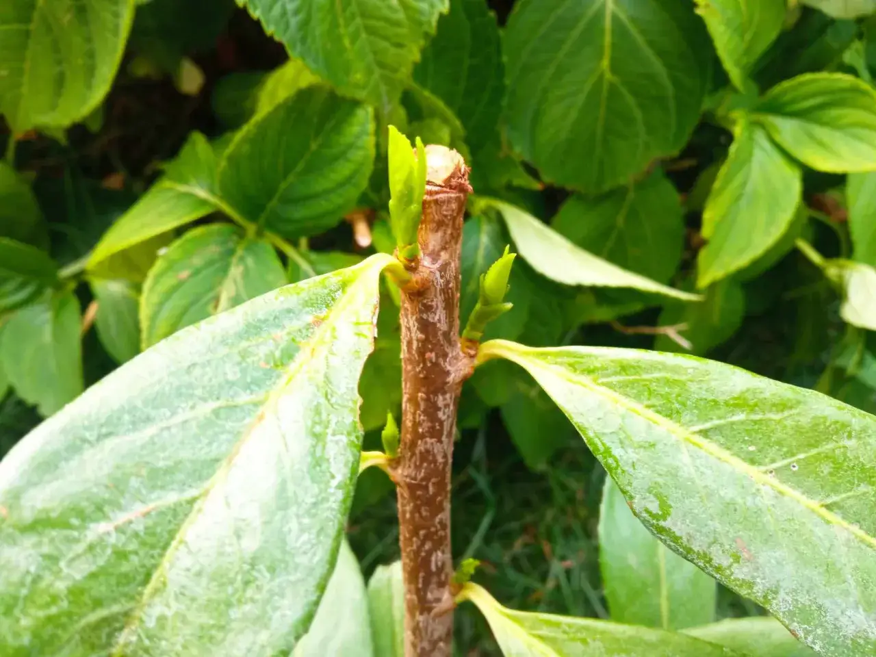 Młode pędy laurowiśni wyrastają po przycięciu. Wiosna to idealny czas, kiedy przycinać laurowiśnie, by pięknie rosły.