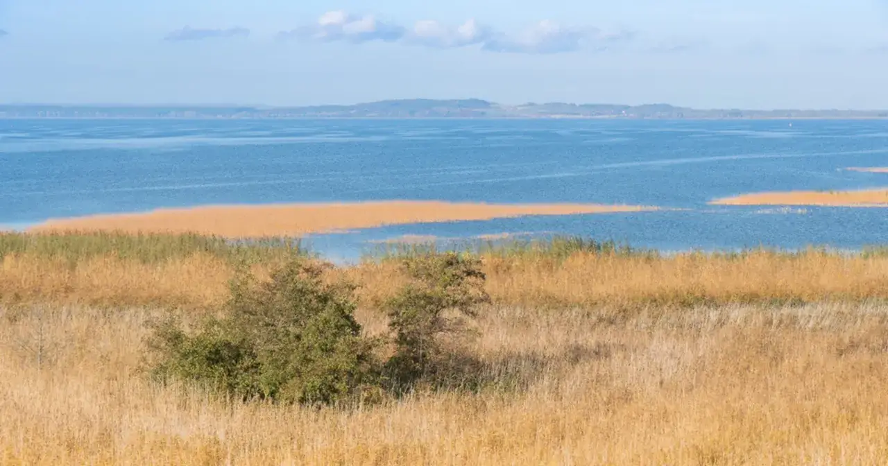 Krajobraz z trzcinami i wodą, przypominający o tym, ile jest ze Szczecina do morza.