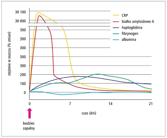 Tabela norm CRP dla dorosłych, dzieci i kobiet w ciąży