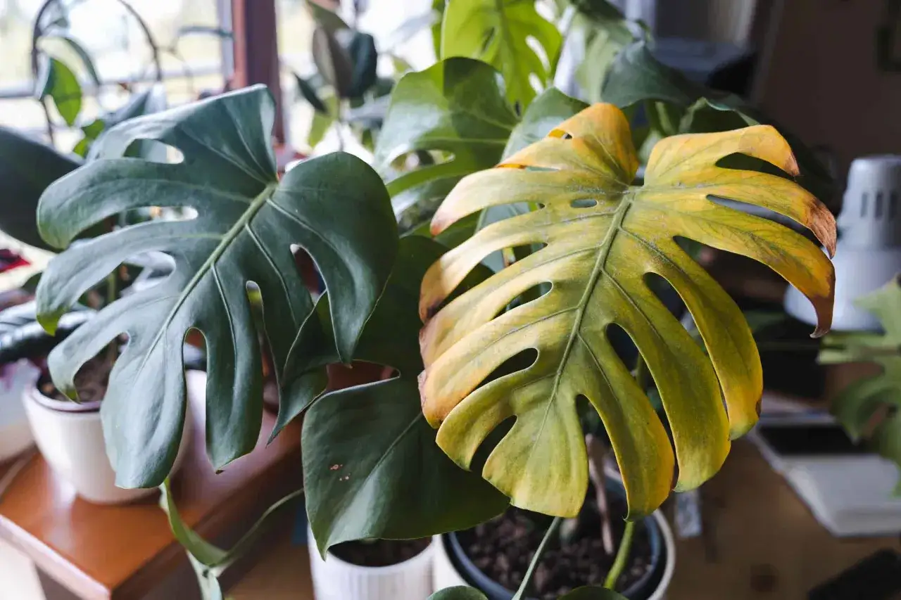 Monstera z żółknącymi liśćmi, potrzebuje naturalny oprysk na przędziorka.