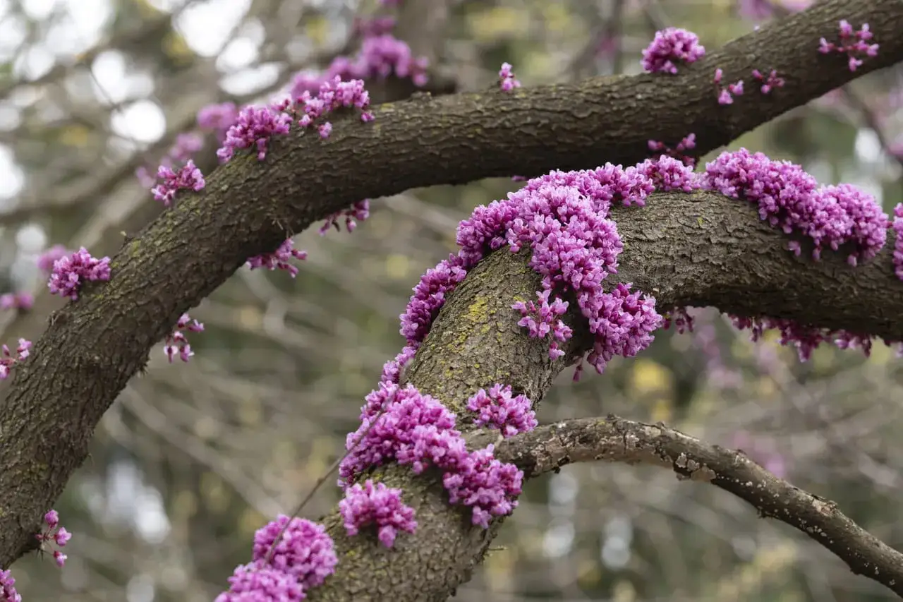 judaszowiec kwitnący wiosną