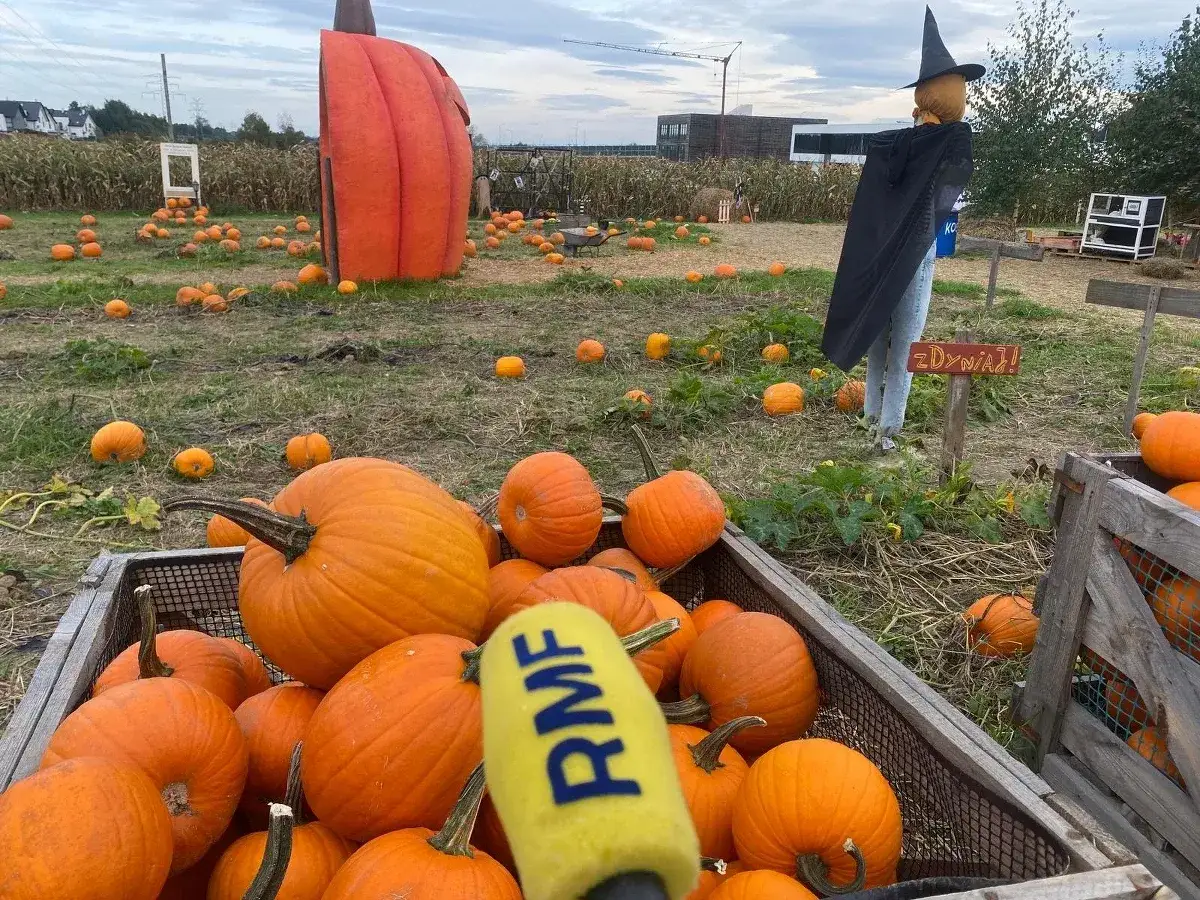 Pole dyniowe w pełni sezonu. Widać mn&oacute;stwo pomarańczowych dyń, stracha na wr&oacute;ble w stroju czarownicy i wielką, gigantyczną dynię.