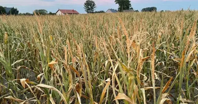 Pola uprawne dotknięte suszą w Polsce