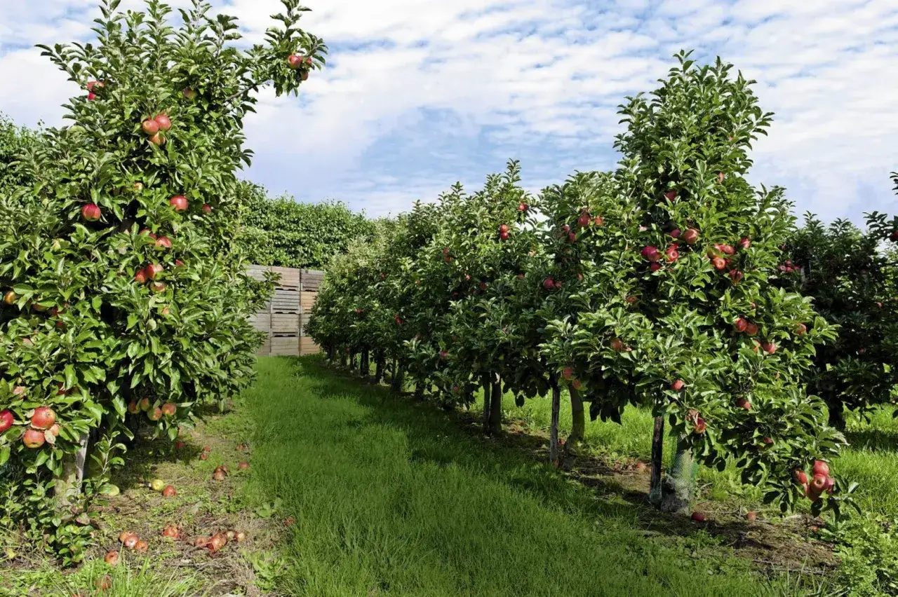 r&oacute;żnorodność drzew owocowych w ogrodzie