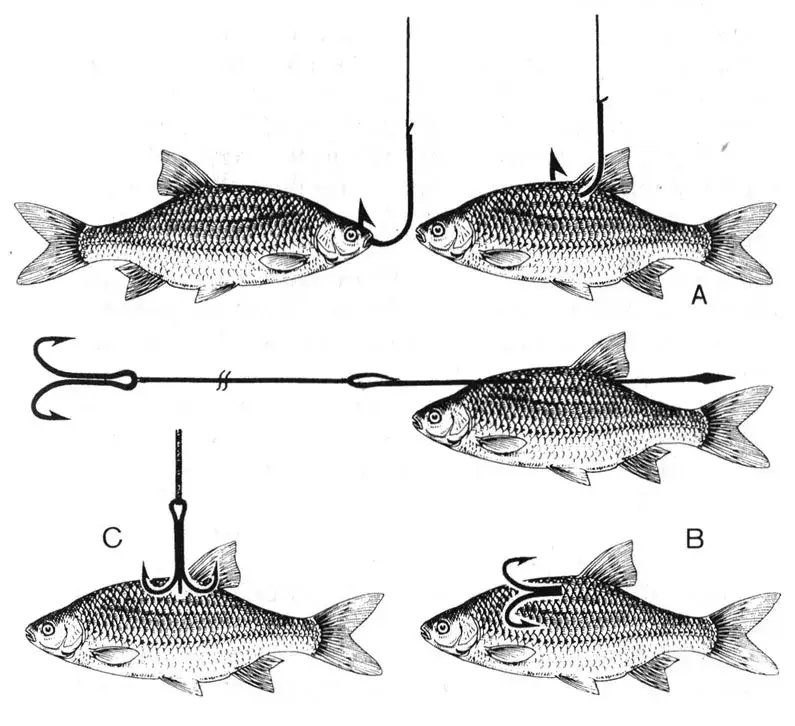 metody zbrojenia żywca za grzbiet pyszczek systemik