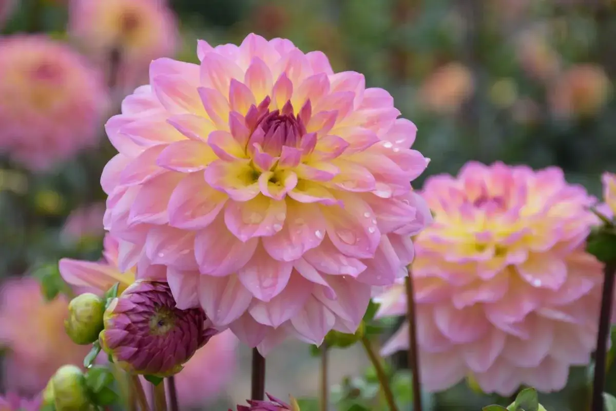 popularne kwiaty w Polsce