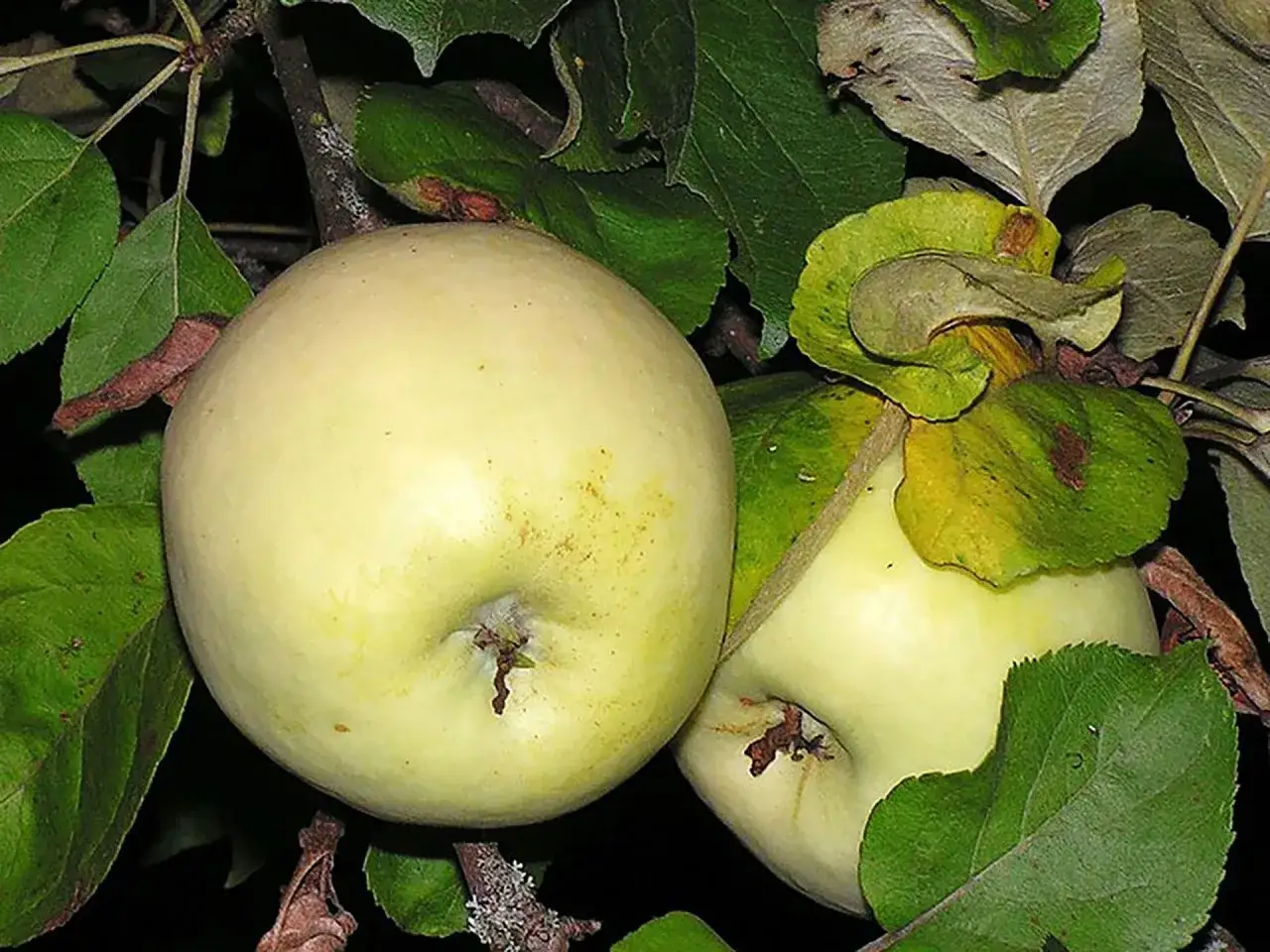 Jasnożółte jabłka na drzewie, idealne na szarlotkę.