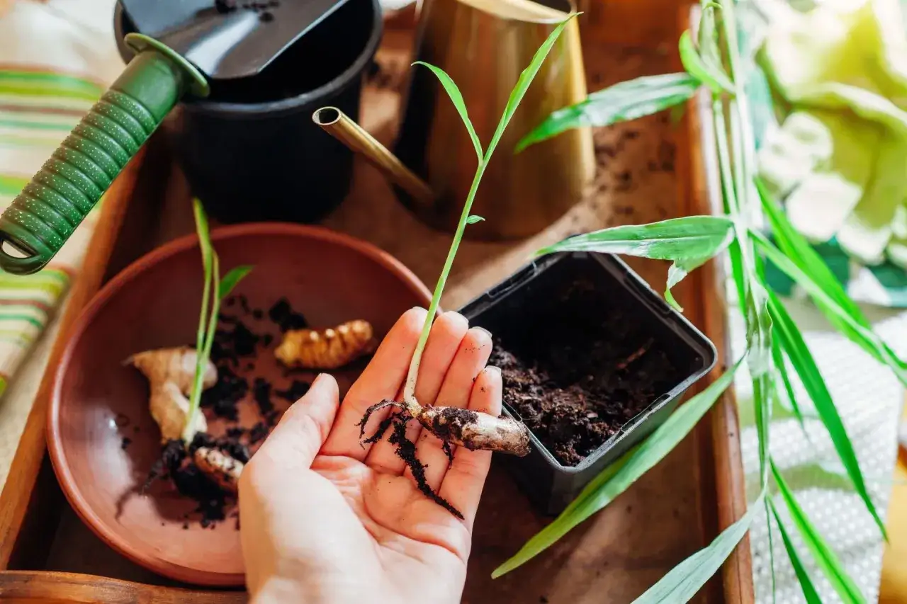Rozpoczynasz przygodę, jak wyhodować imbir? Oto młoda sadzonka z korzeniem, gotowa do posadzenia. W tle narzędzia ogrodnicze i inne korzenie.