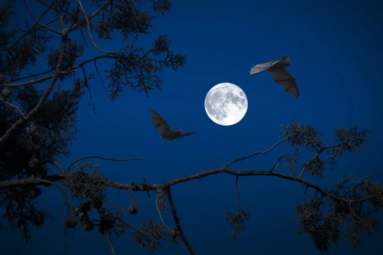 Nocne łowy nietoperzy przy pełni księżyca. Te nocne stworzenia, choć nie widać ich pożywienia, polują na owady.