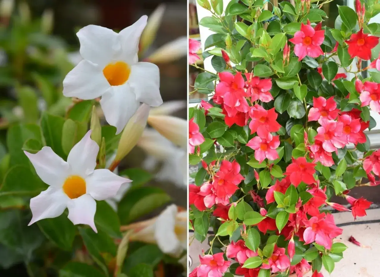 Przycinanie sundaville instrukcja