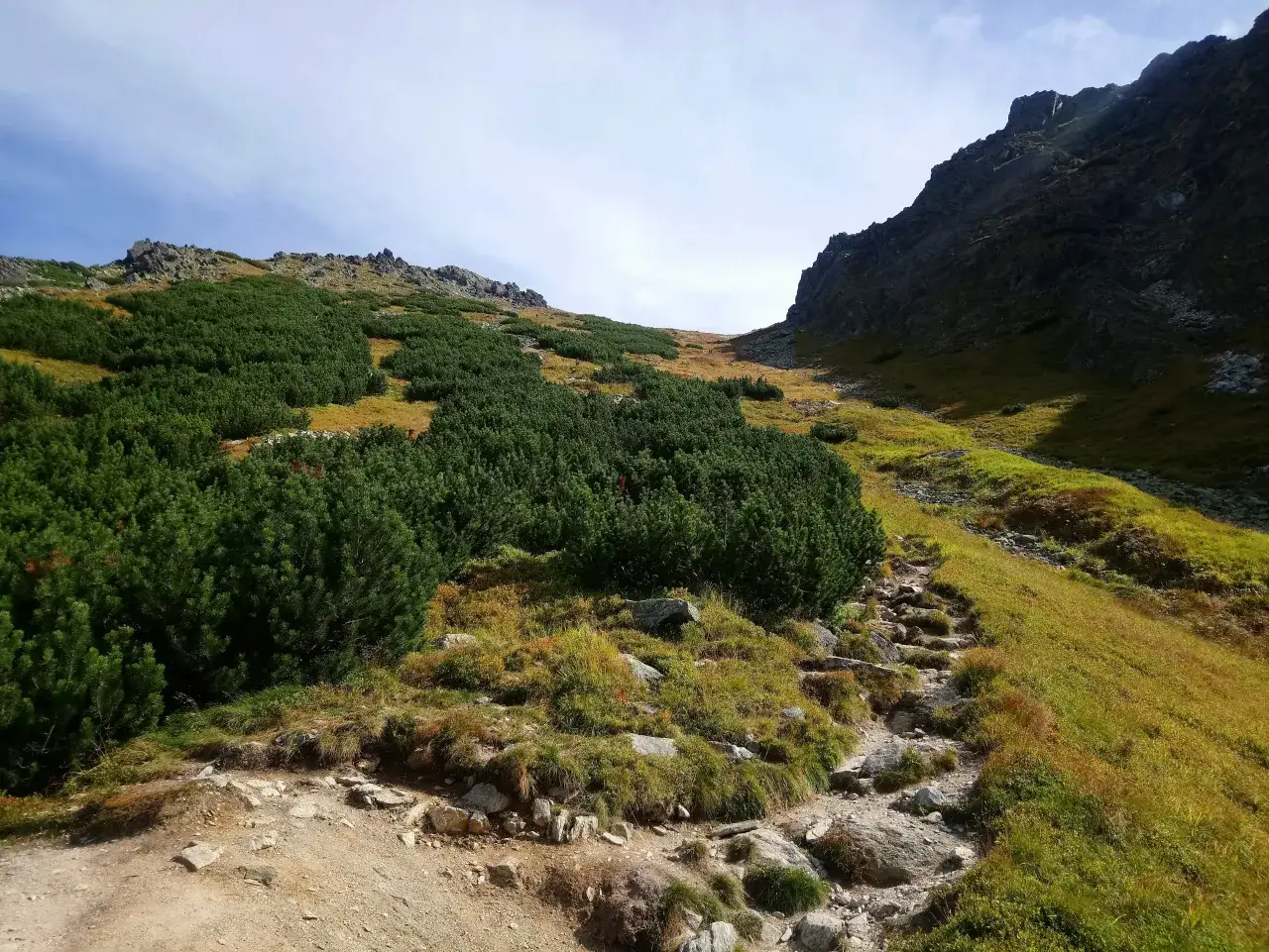 Kamienista ścieżka wije się przez kosodrzewiny i trawiaste zbocza ku skalistym szczytom. Widok na przełęcz pod Osterwą.