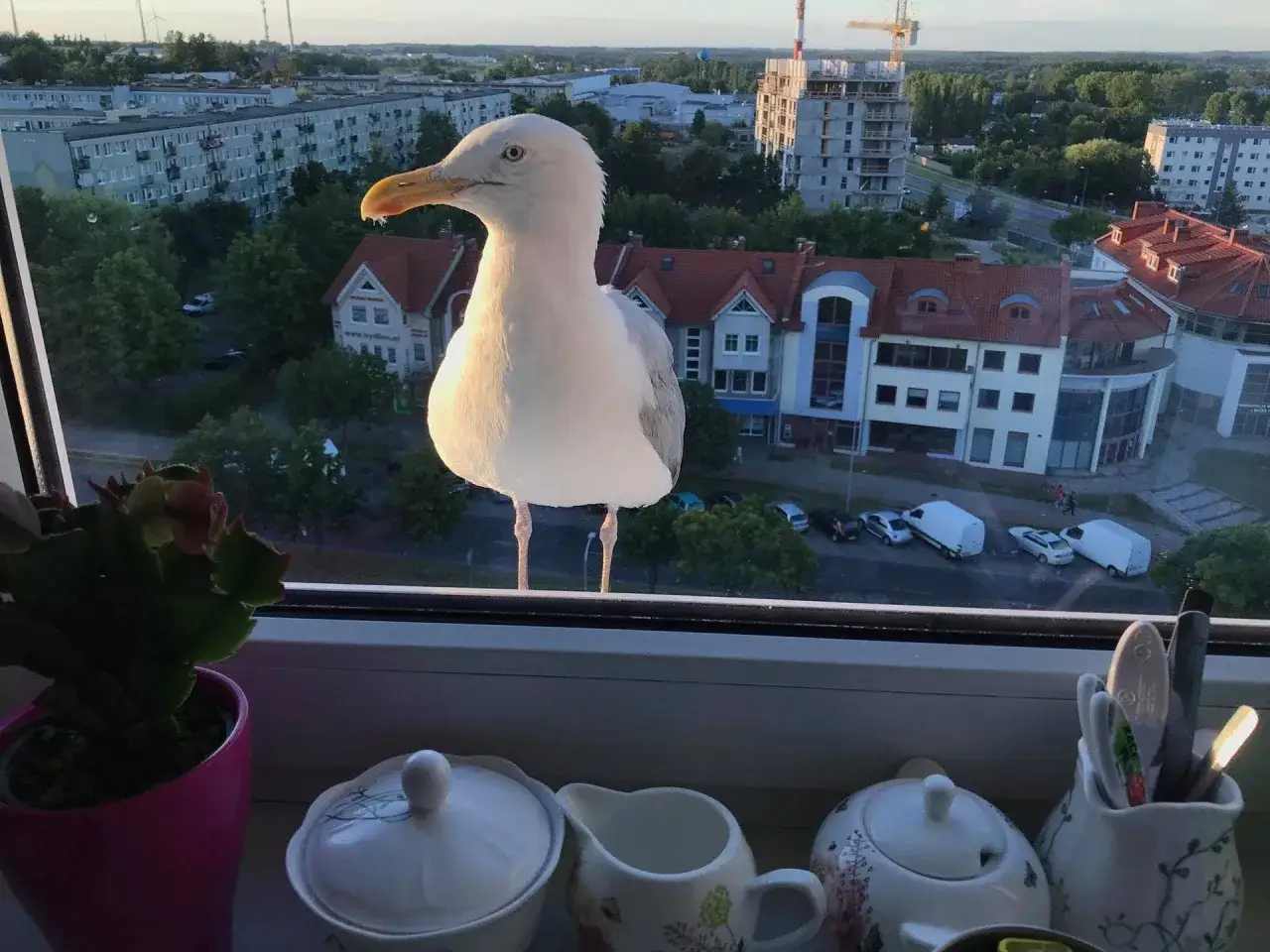 Mewa na parapecie, a za nią miejski krajobraz z budynkami i drzewami. Czy mewy są tylko nad morzem? Ta wygląda na zadowoloną z życia w mieście.