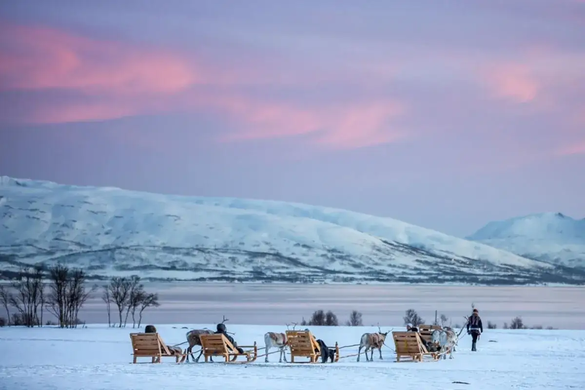 Tromsø zorza polarna: sanie zaprzężone w renifery na tle ośnieżonych gór i różowego nieba.