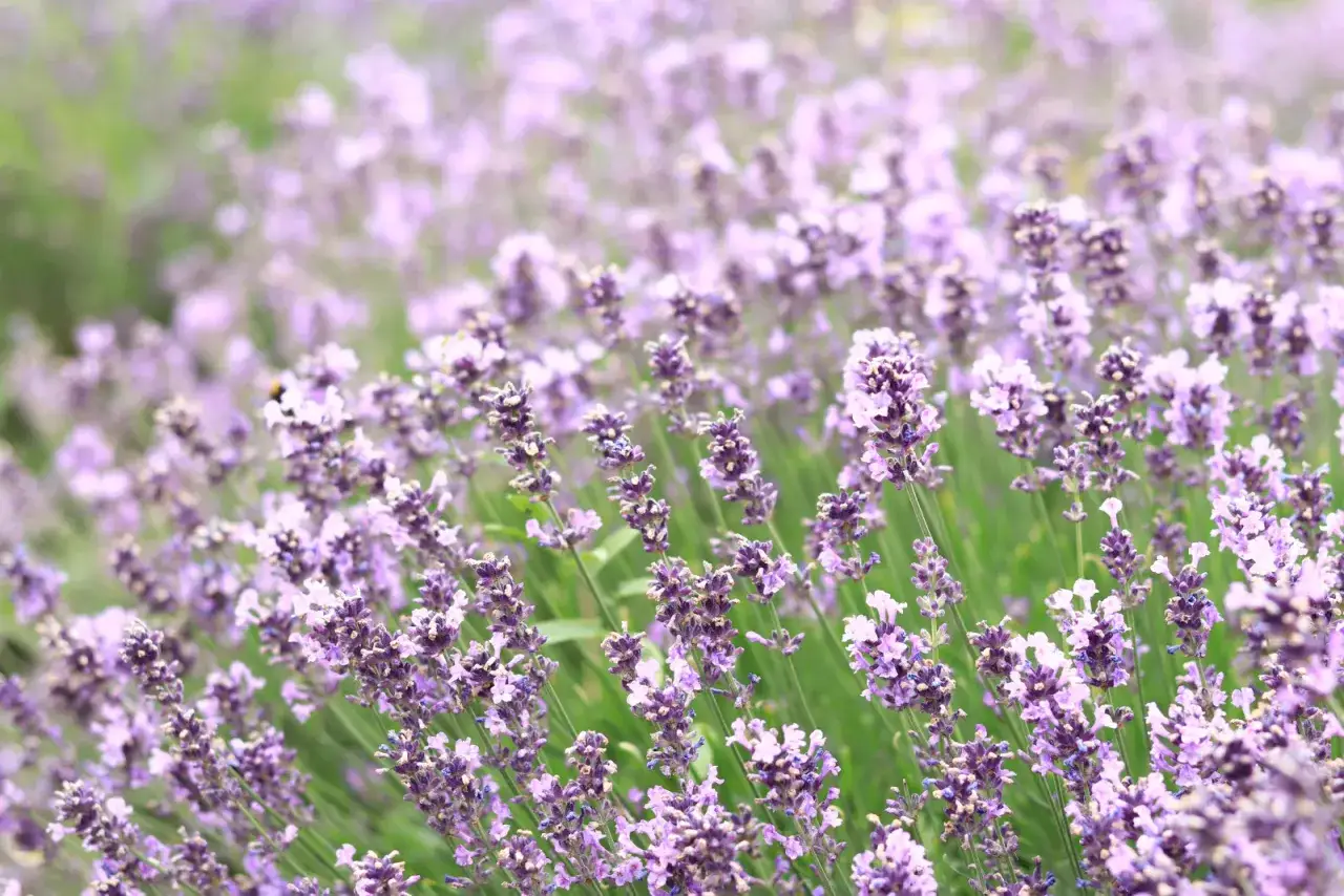 lawenda kwitnienie w Polsce kalendarz