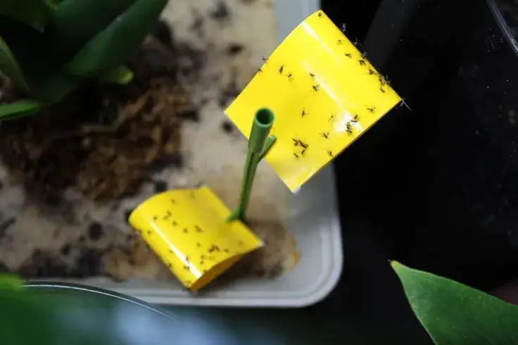 Ż&oacute;łte lepy na ziemi&oacute;rki w doniczce