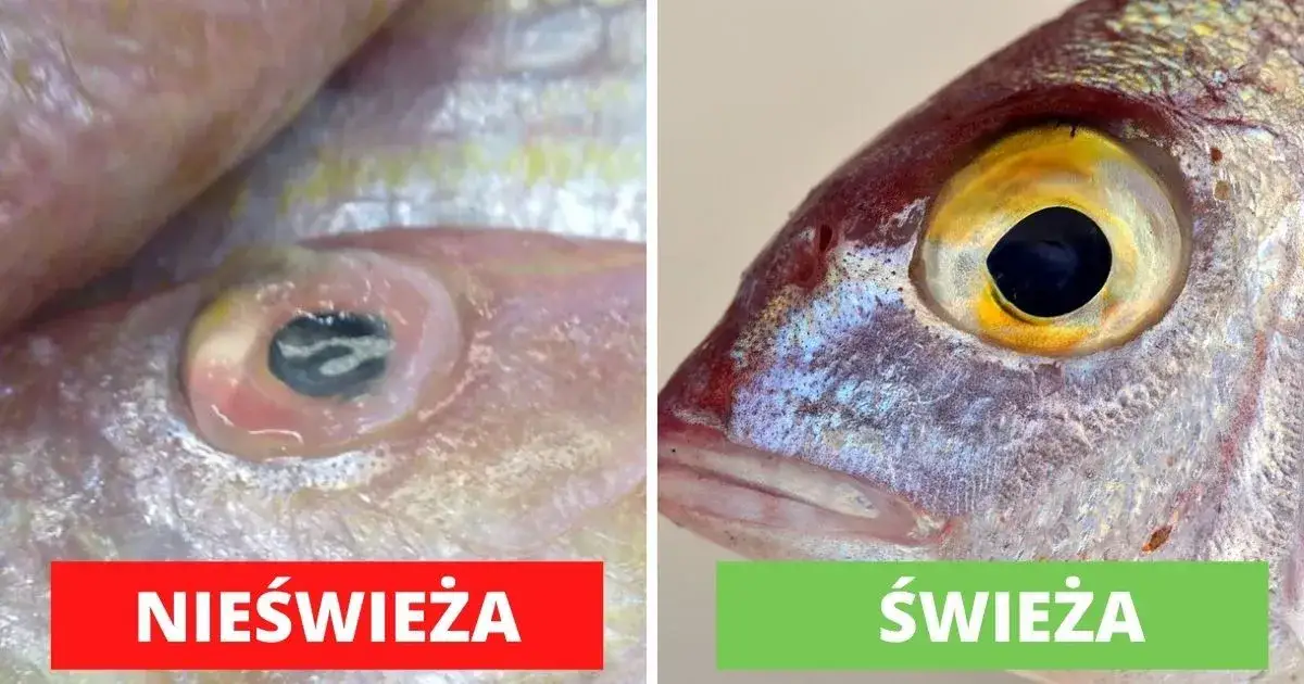 jak rozpoznać świeżą rybę oczy skrzela mięso