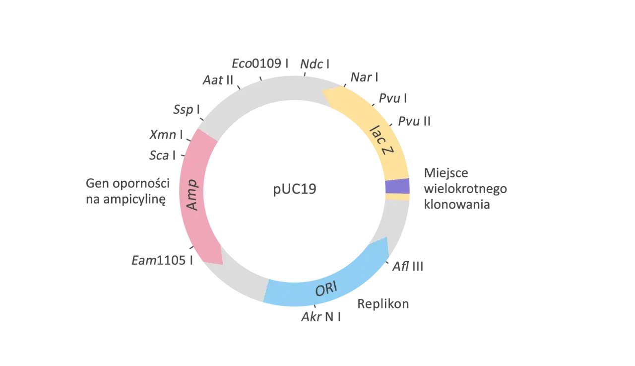 Schemat wektora pUC19, kluczowego narzędzia w biologii molekularnej, z zaznaczonym genem oporności na ampicylinę, replikonem (ORI) i miejscem klonowania.