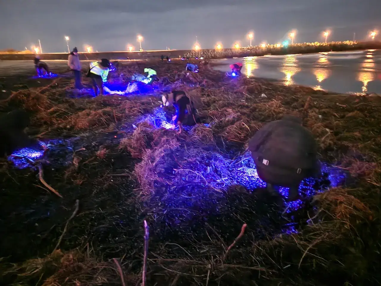 Osoba szukająca bursztynu na plaży z latarką UV