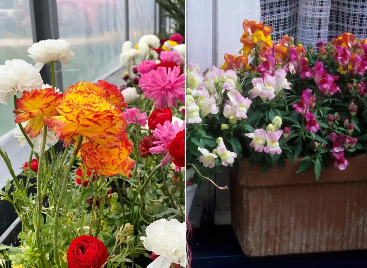 sadzonki kwiat&oacute;w na balkon w kwietniu