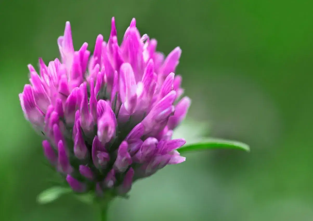 kwiaty czerwonej koniczyny zastosowanie lecznicze