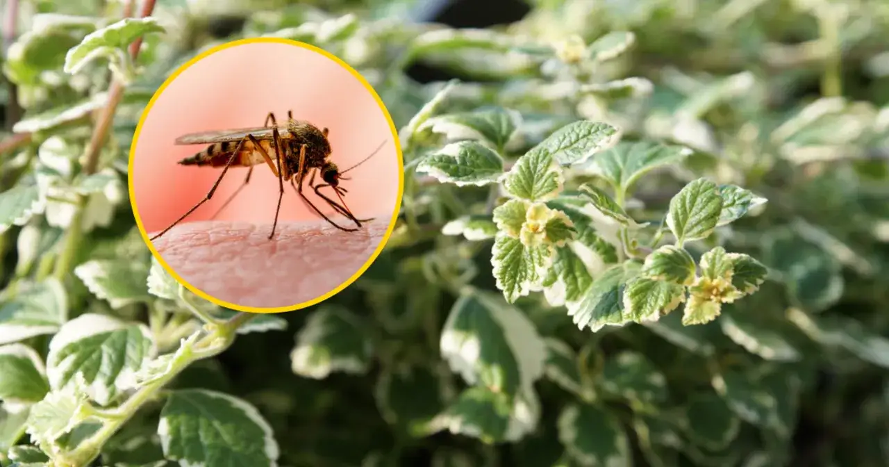 Rośliny odstraszające muchy na tarasie