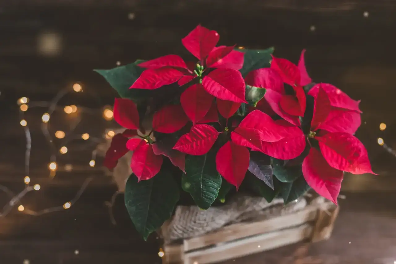 Gwiazda betlejemska w drewnianej skrzynce, otoczona ciepłym blaskiem świątecznych lampek. Idealny symbol dnia gwiazdy betlejemskiej.