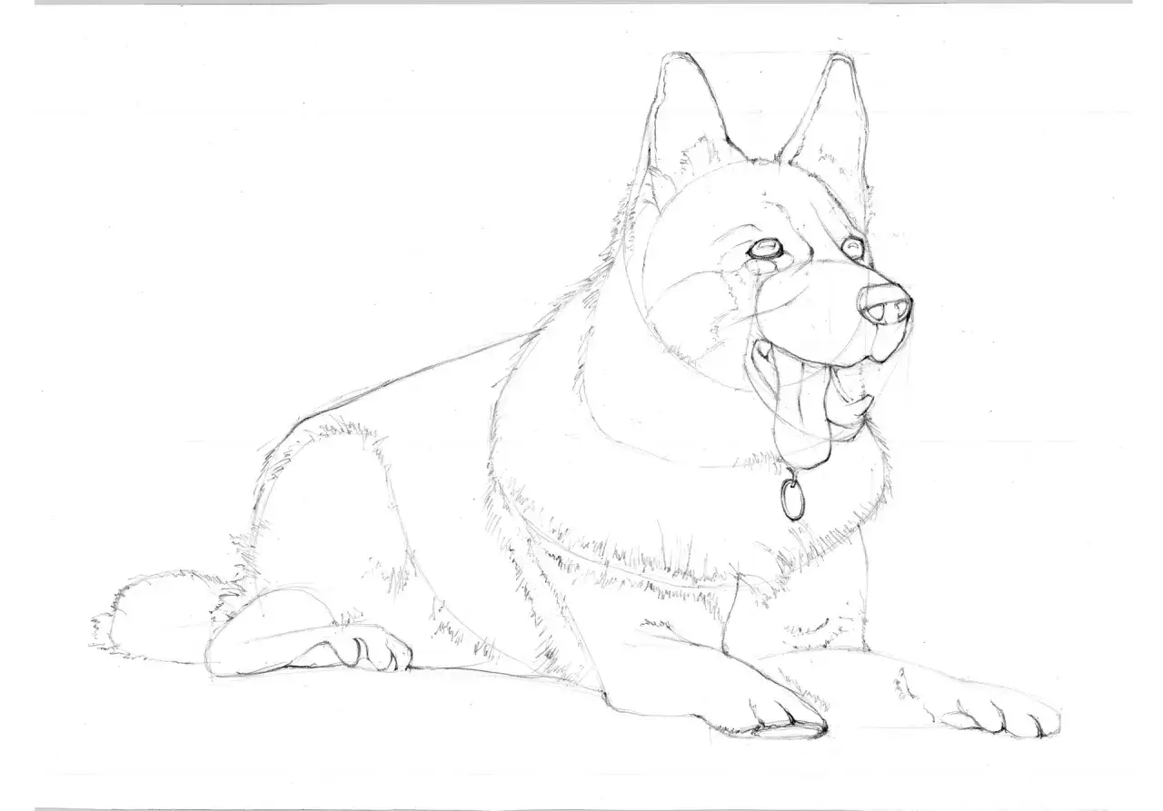 Szkic owczarka leżącego z otwartym pyskiem, gotowego do nauki. Jak wytresować owczarka? Ten rysunek to pierwszy krok.